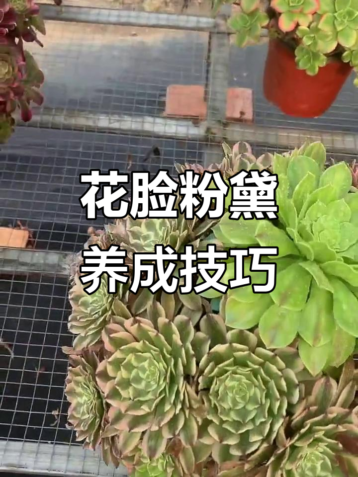 花脸粉黛养护秘籍:如何让萤火头自然形成