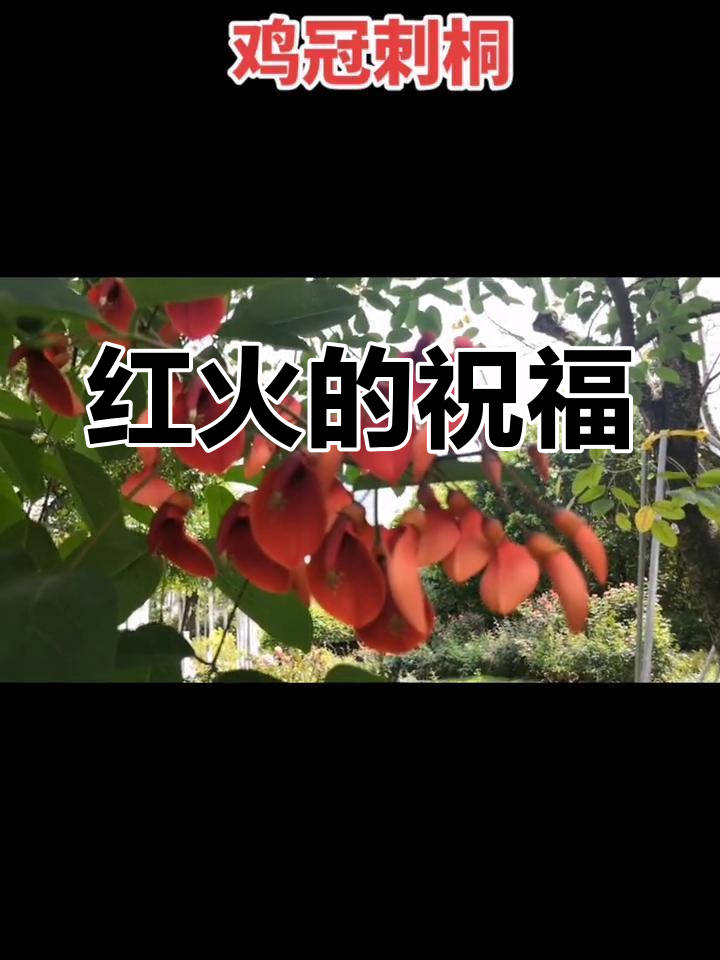 鸡冠刺桐,红艳如火,象征珍惜与幸福