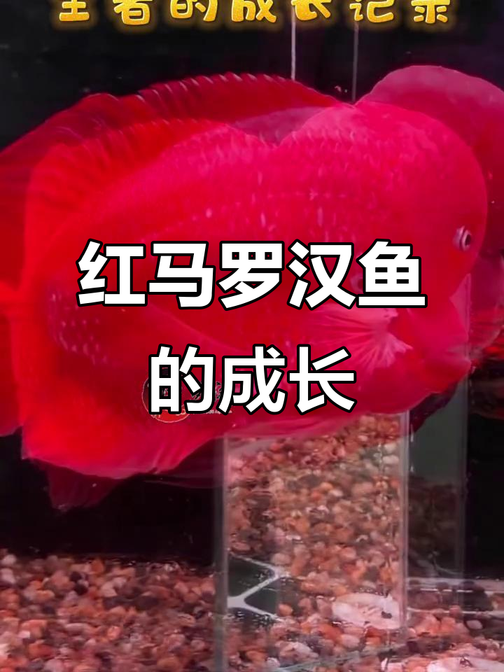 红马罗汉鱼成长全纪录,从出生到蜕变全过程