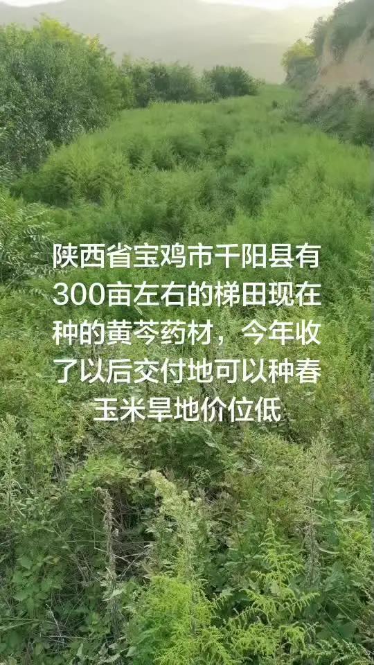 陕西省宝鸡市千阳县有300亩左右的梯田现在种的黄芩药材,今年收了以后交付地可以种春玉米旱地