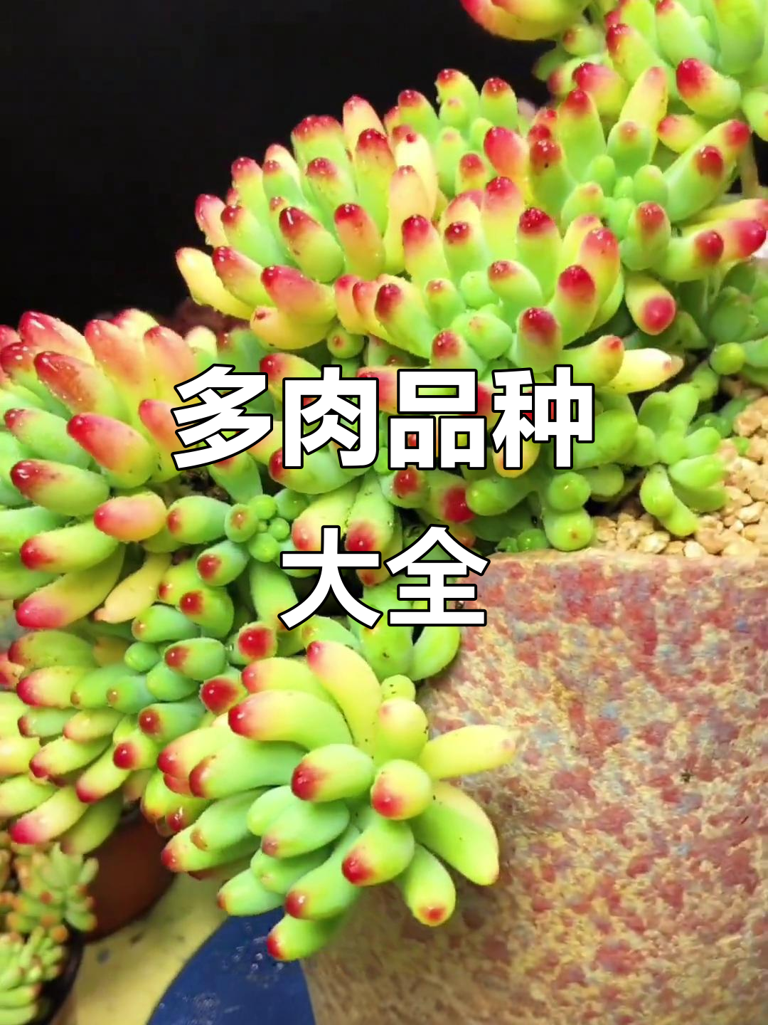 35种多肉植物大揭秘,看看你养过几种?
