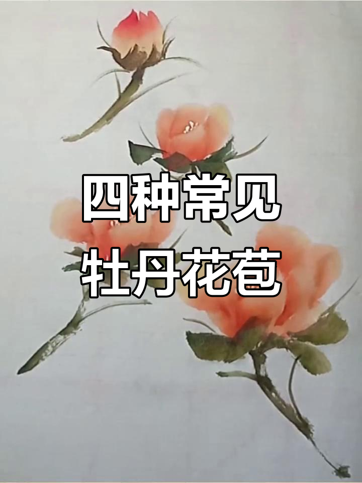 牡丹花苞四种画法,轻松学会