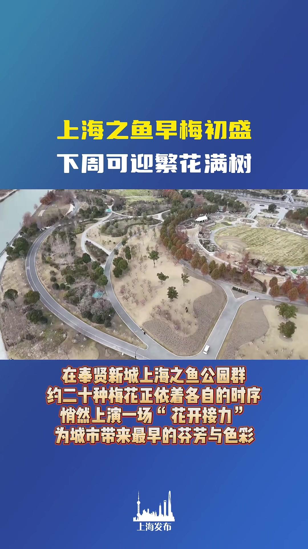 上海之鱼早梅初盛,下周可迎繁花满树～(供稿:奉贤区融媒体中心)
