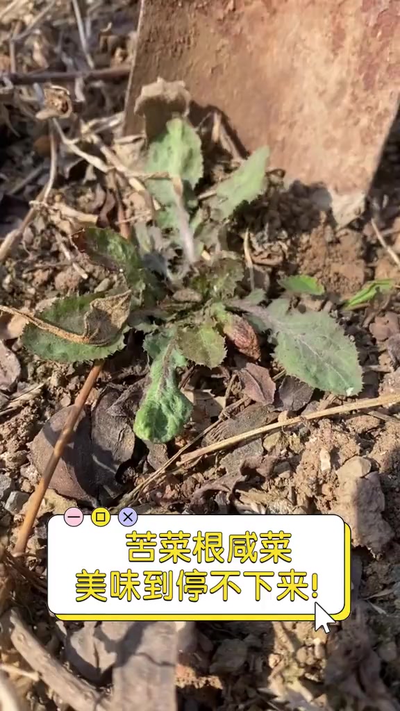 苦菜根咸菜,美味到停不下来!