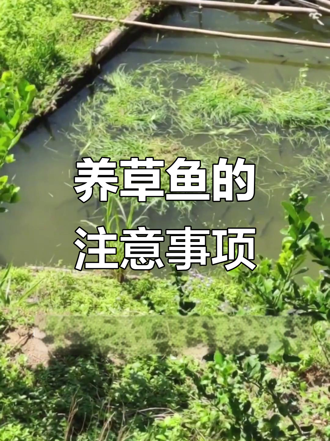 草鱼养殖技巧:水温、搭配与饲料管理全解析