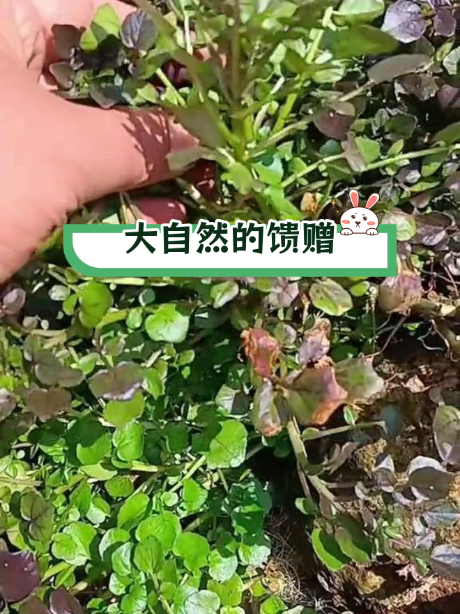 野生西洋菜,难得一见的美味