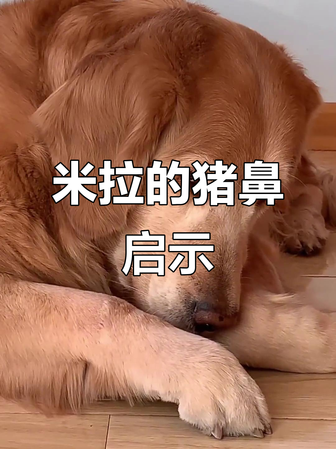 金毛米拉启发我买了猪鼻子,凉拌蒜泥太美味了