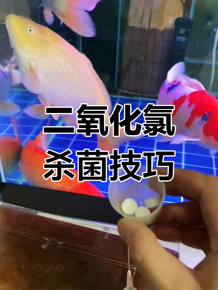 鱼缸消毒必备:二氧化氯的正确使用方法