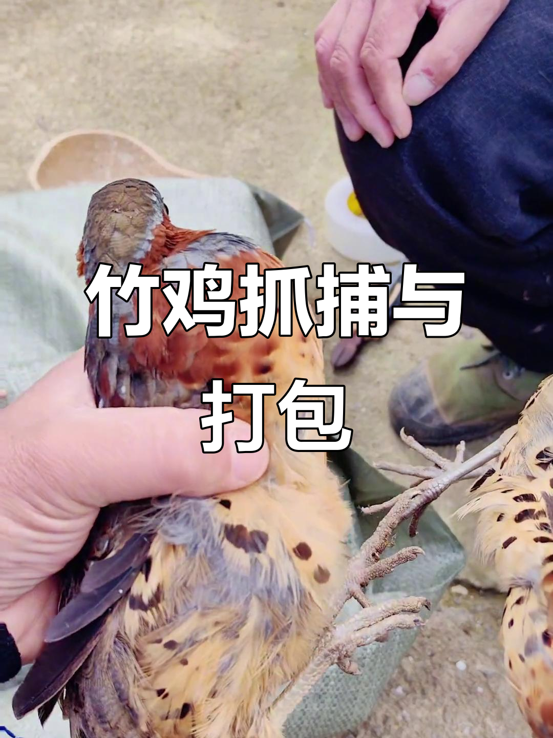 竹鸡养殖日常:挑选公母,打包发货