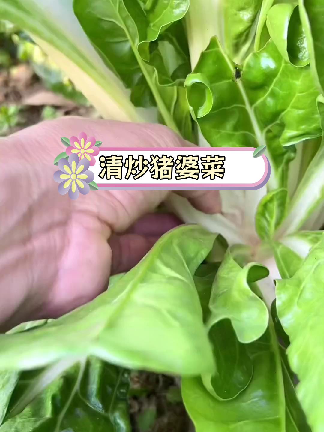 猪婆菜:南方特色美味