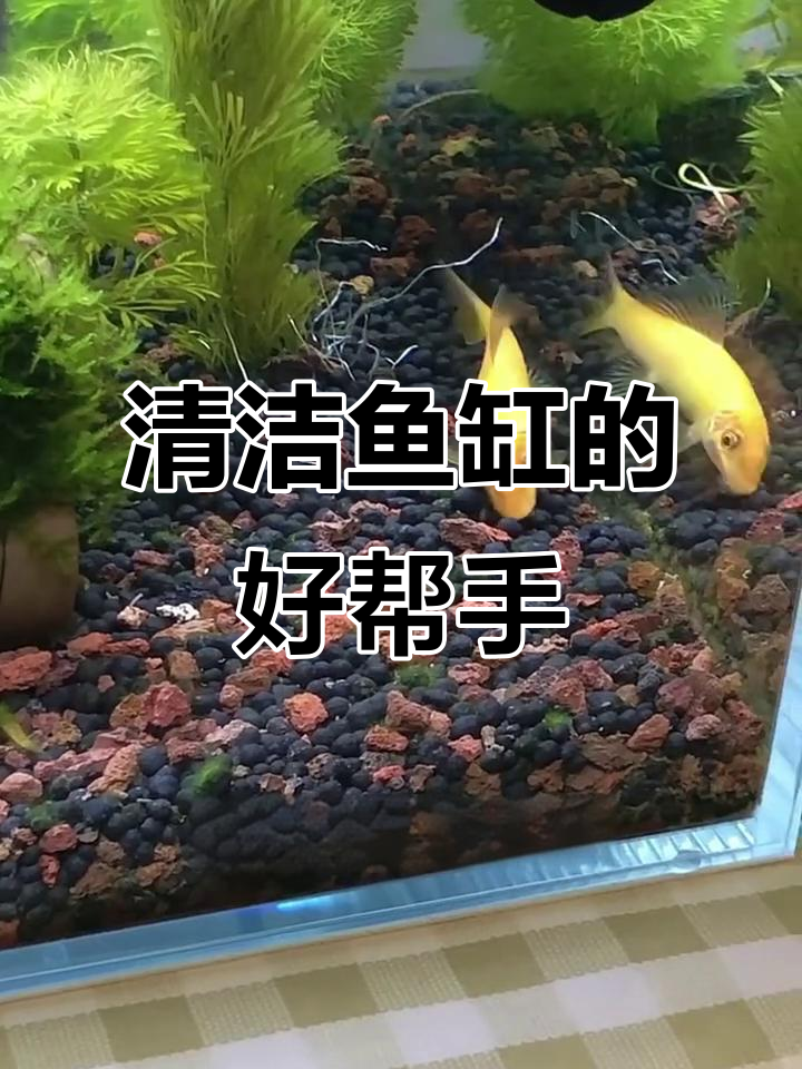 金苔鼠鱼,轻松清理鱼缸藻类与残渣,适合各种水族箱