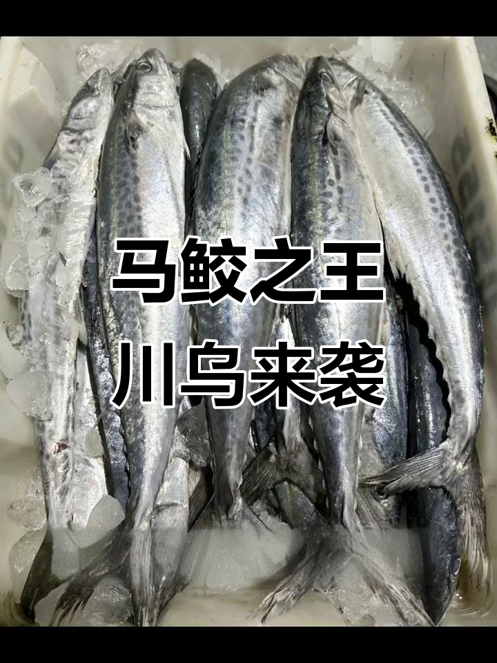 川乌马鲛鱼:清明前后才有的美味珍品