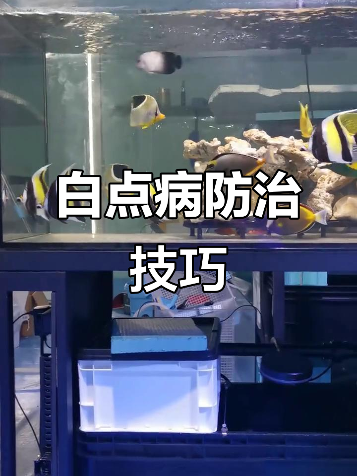 海水鱼白点病治疗经验分享,神像质量与系统成熟是关键