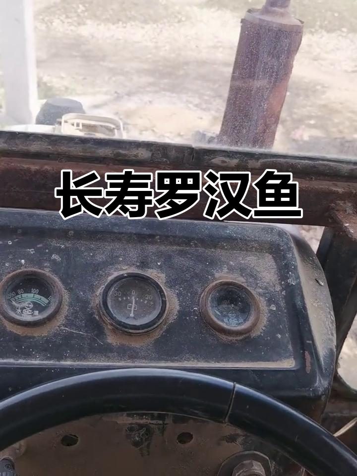 寿星罗汉鱼:神秘长寿的象征