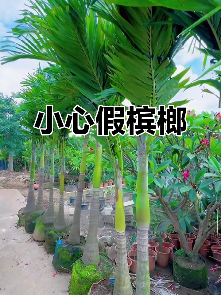 假槟榔有毒,别被外表迷惑!