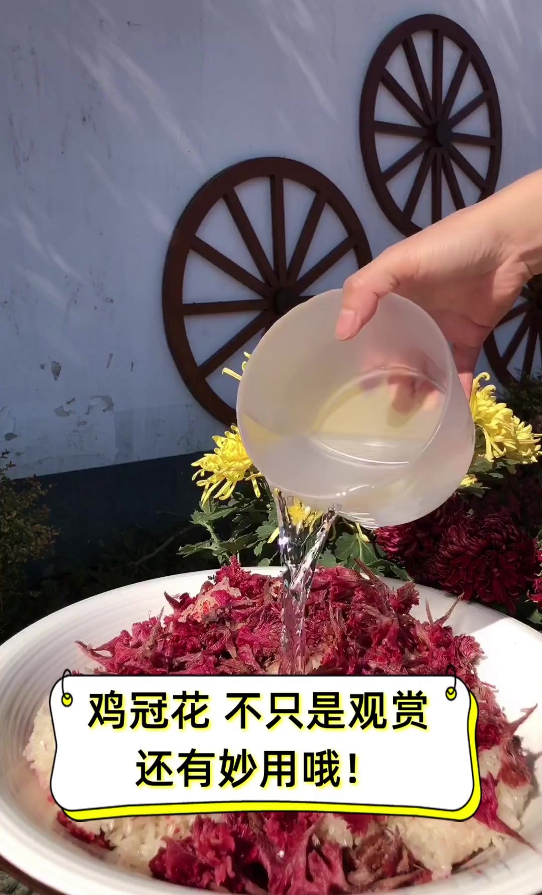 鸡冠花,不只是观赏,还有妙用哦!