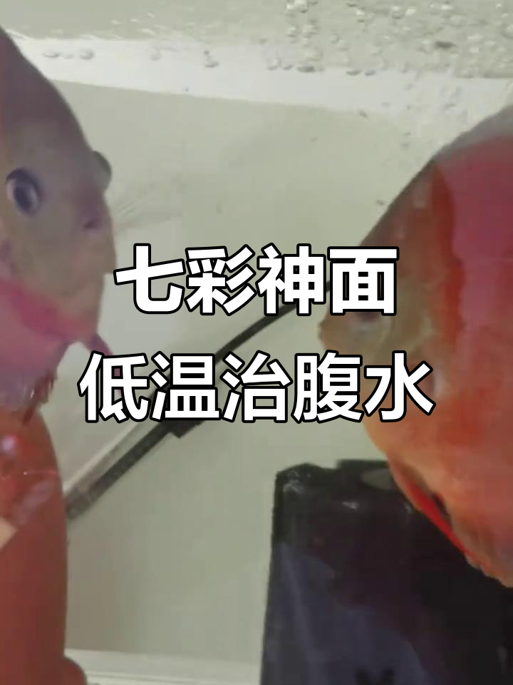 七彩神仙鱼腹水倒立失鳔,低温治疗能否成功?