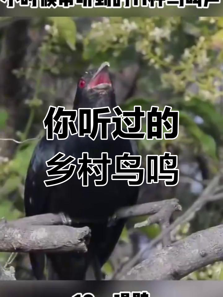 农村常见11种鸟叫声,你听过几种?