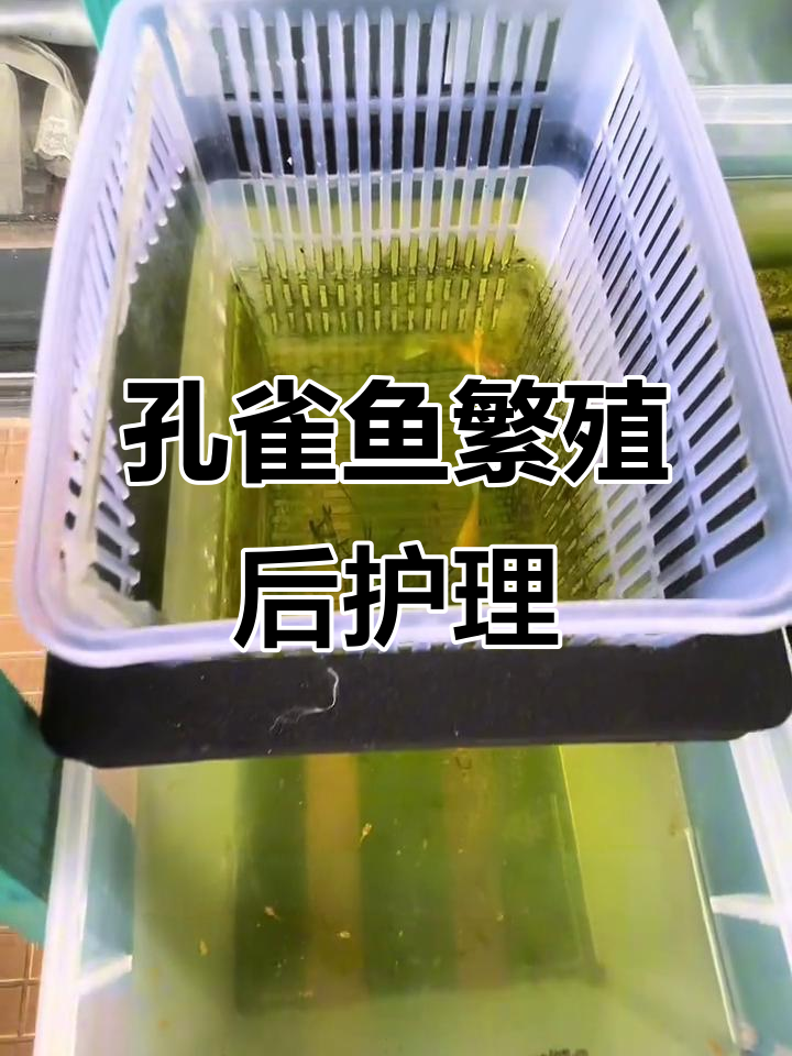 孔雀鱼产后护理全攻略，如何隔离母子避免缩尾