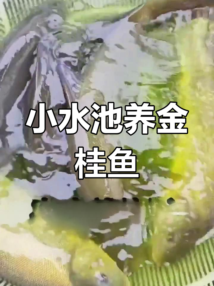 家里小水塘也能养的丁桂鱼