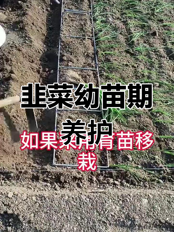 韭菜幼苗期管理技巧,助力健康生长