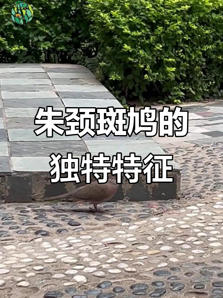 珠锦斑鸠与鸽子的区别，你了解吗？