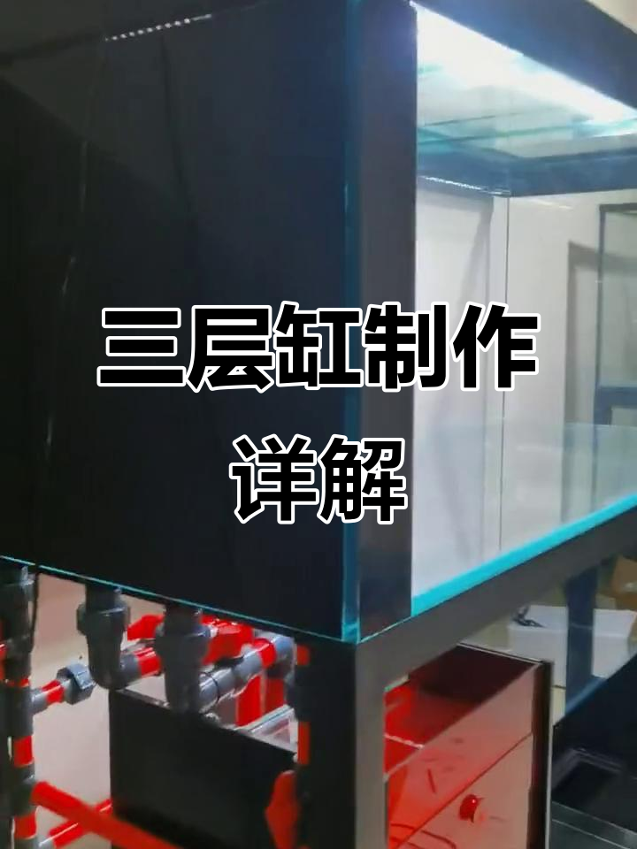 三层鱼缸定制全解析：龙梯、雷龙与饲料鱼的完美搭配