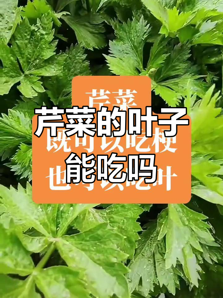 芹菜叶到底能不能吃?科学揭秘营养价值