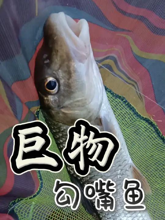 第一次钓到这么大的野生勾嘴鱼 原创作品
