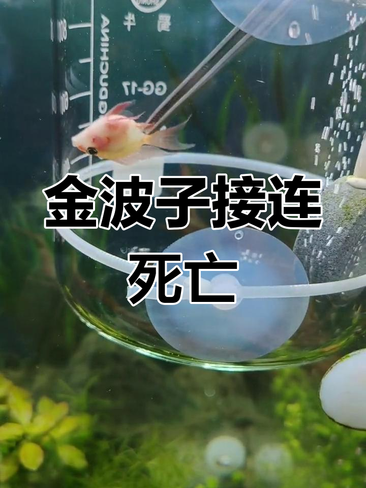 两条金波子母鱼死亡,疑因水质问题