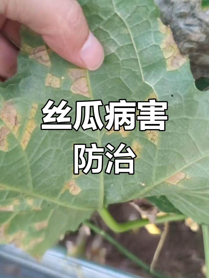 丝瓜霜霉病防治,你有什么妙招?