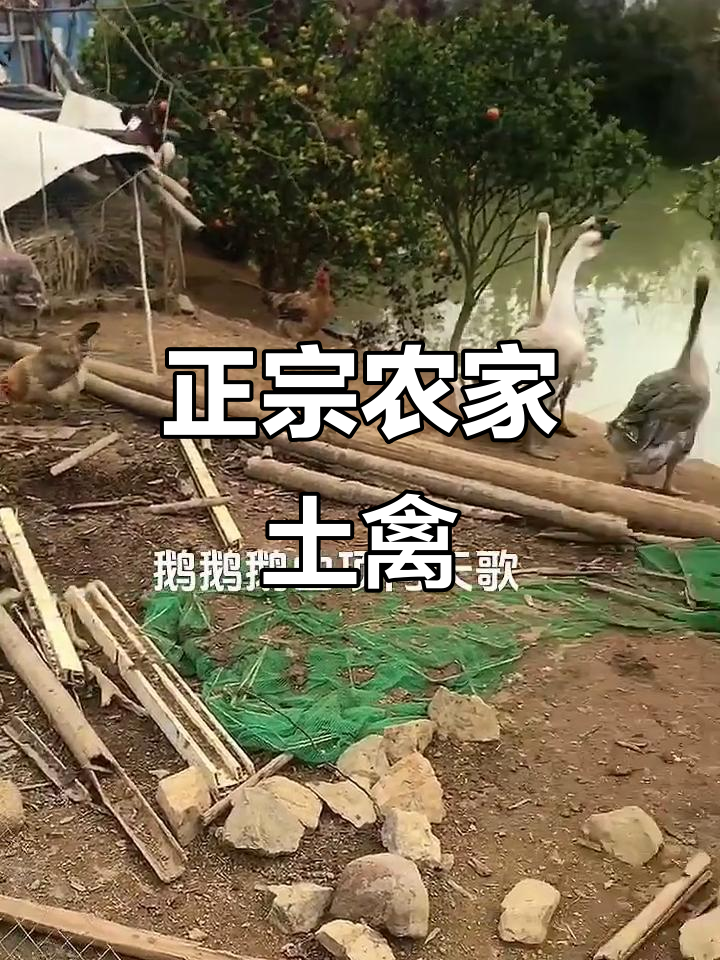 土鸡、土鸭与土鹅,农家散养更健康