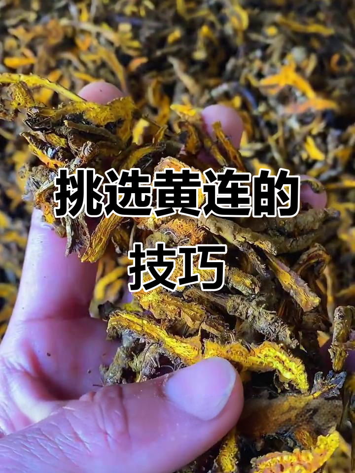 黄连品质大揭秘:鸡爪帘、单只帘与黄连片的区别