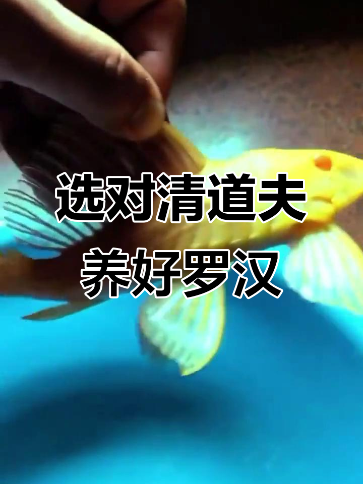 罗汉鱼缸清道夫选择与饲养技巧