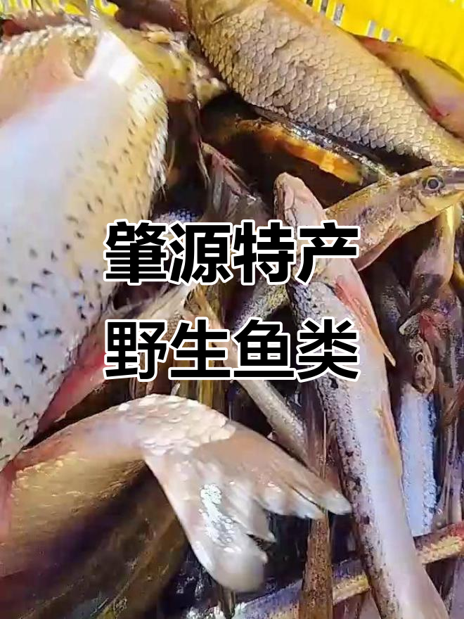 肇源开江鱼大揭秘,野生种类超乎想象