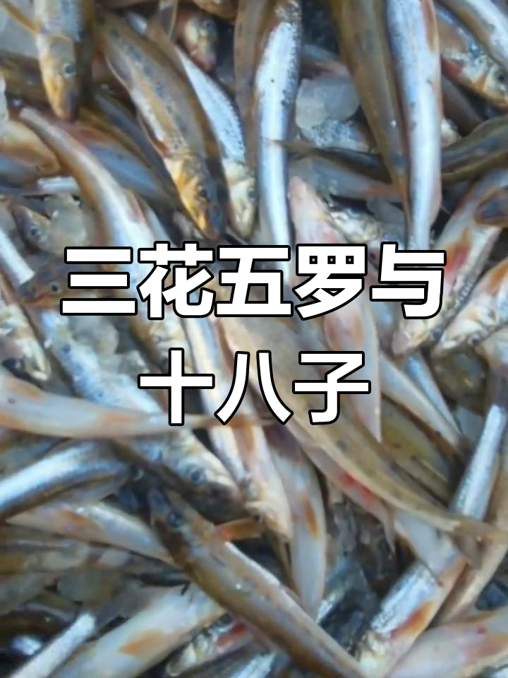 十八子鱼种大揭秘