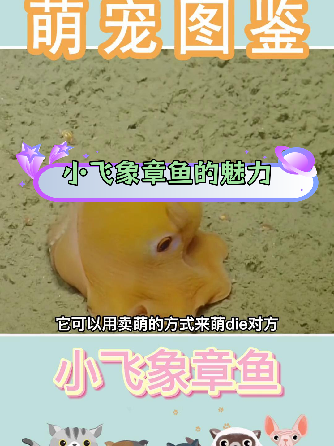 深海萌宠:小飞象章鱼