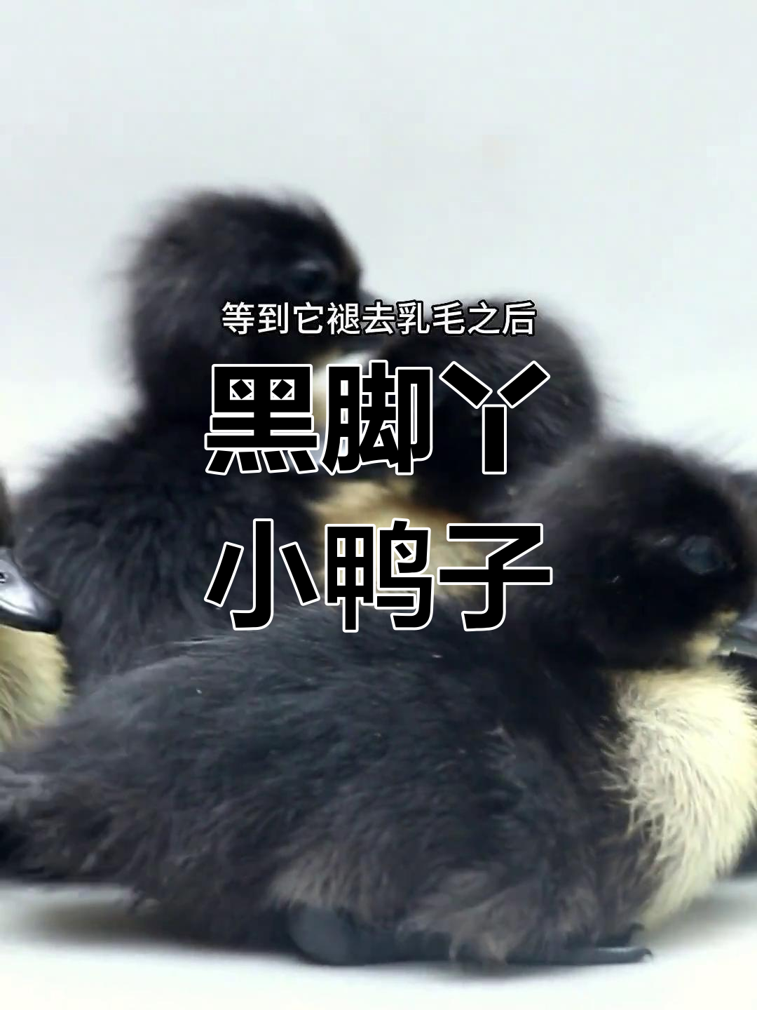 黑色柯尔鸭宝宝,黑头黑嘴超萌!等你来领养
