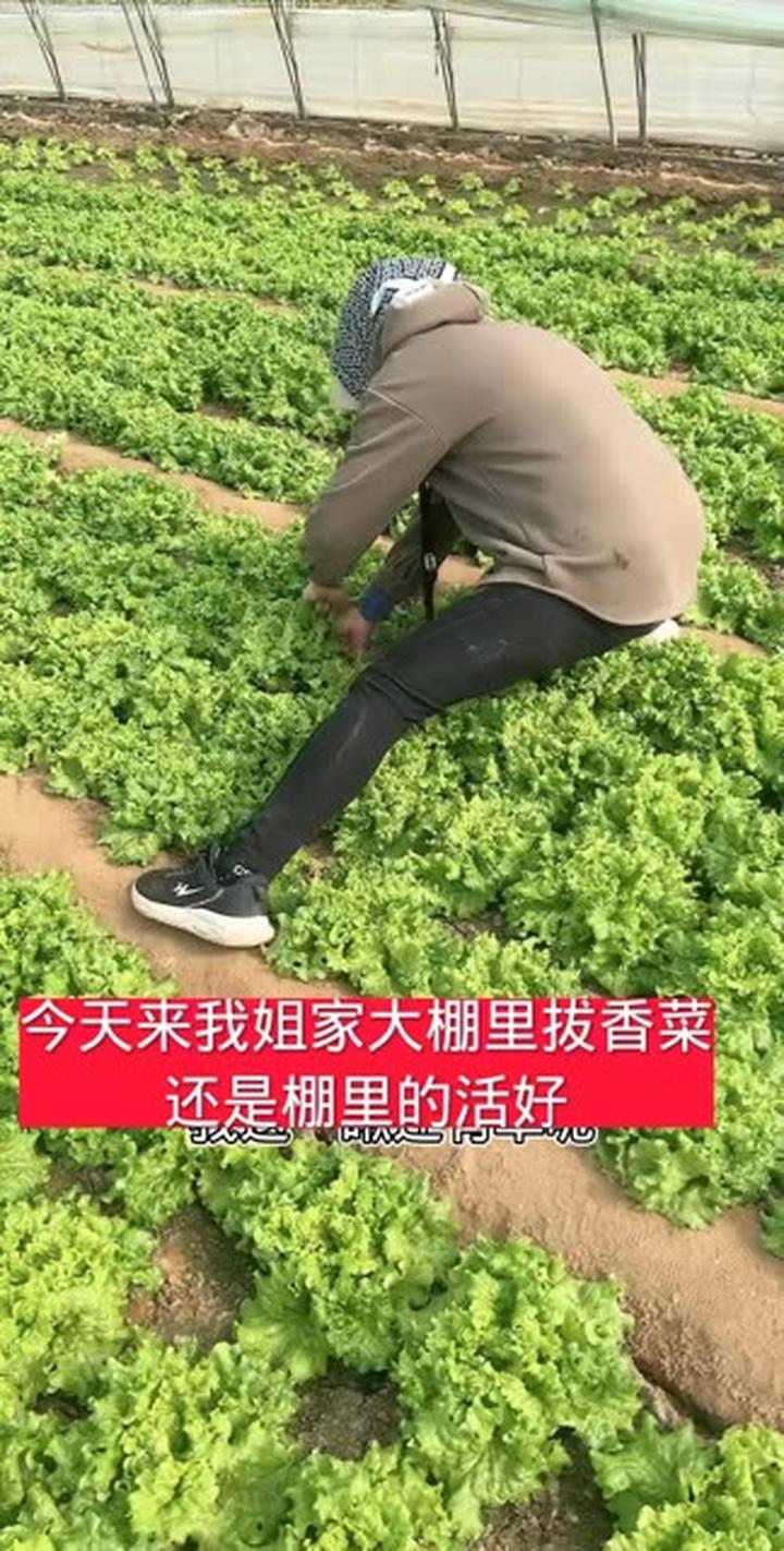 今天来我姐家大棚里拔香菜还是棚里的活好