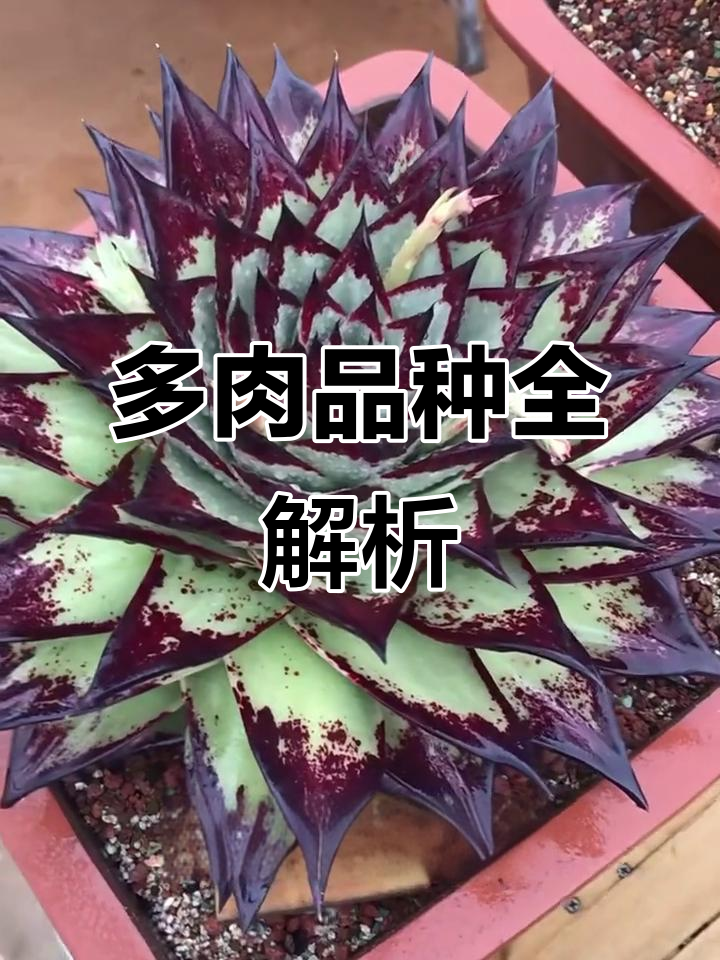 玫瑰、拇指到乌木，多肉植物大揭秘