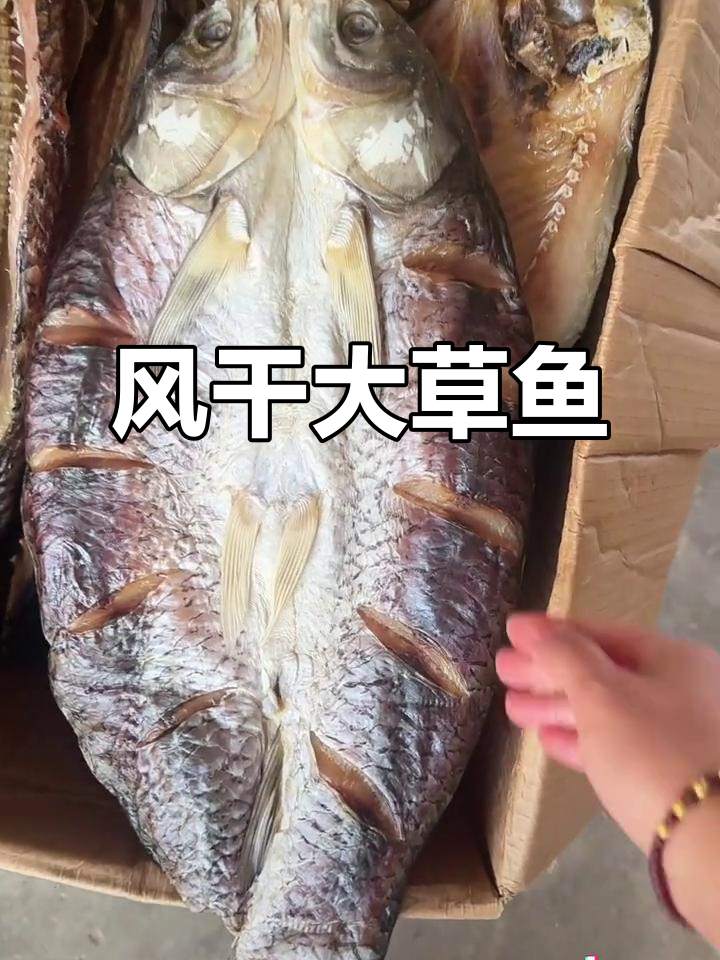 瓦埠湖野生大草鱼,纯盐腌制自然风干,肉质紧致更下饭
