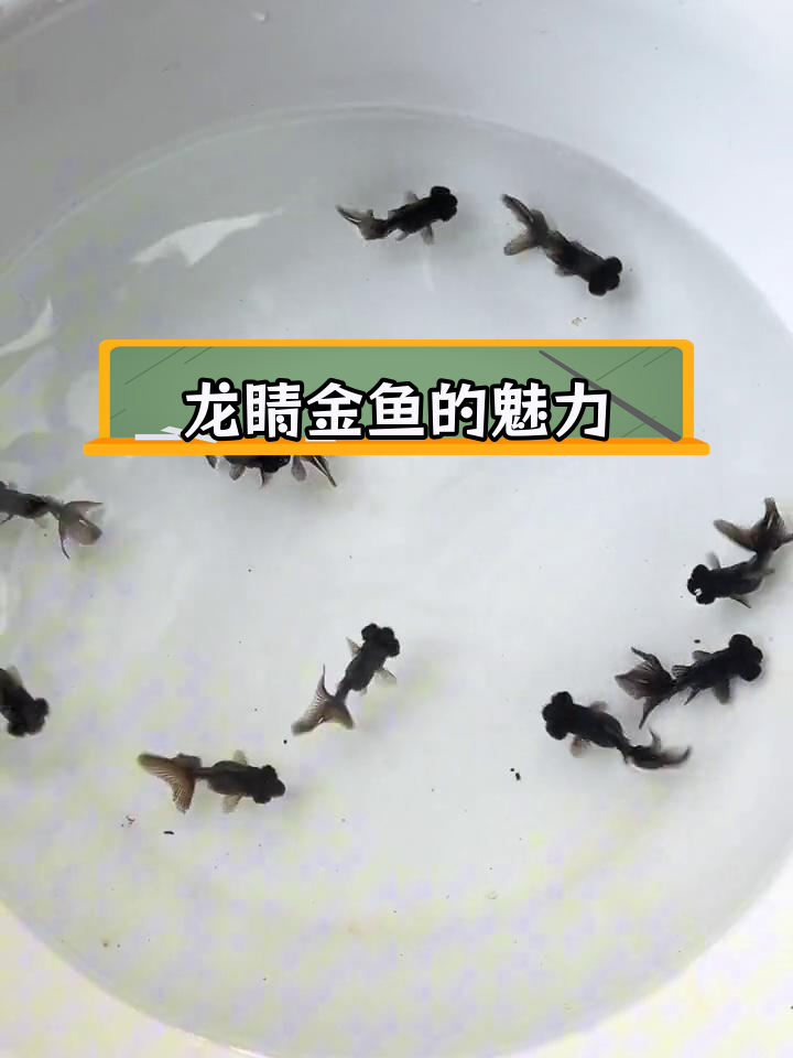 传统金鱼墨龙睛与黑大眼,童年回忆中的经典