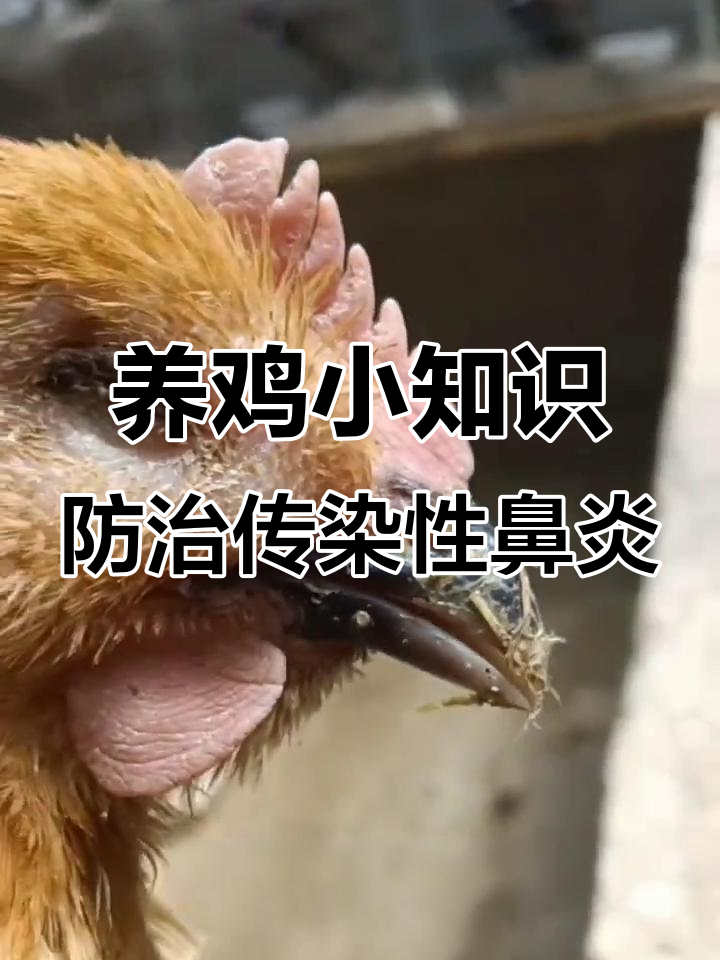 鸡舍灰尘大?这些症状可能是传染性鼻炎!