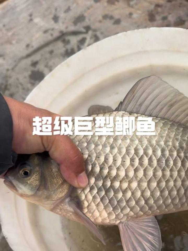 你在钓鱼时钓过的鲫鱼最大有多大呢