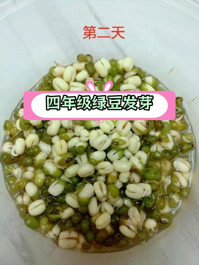 绿豆发芽观察日记,四年级语文上册