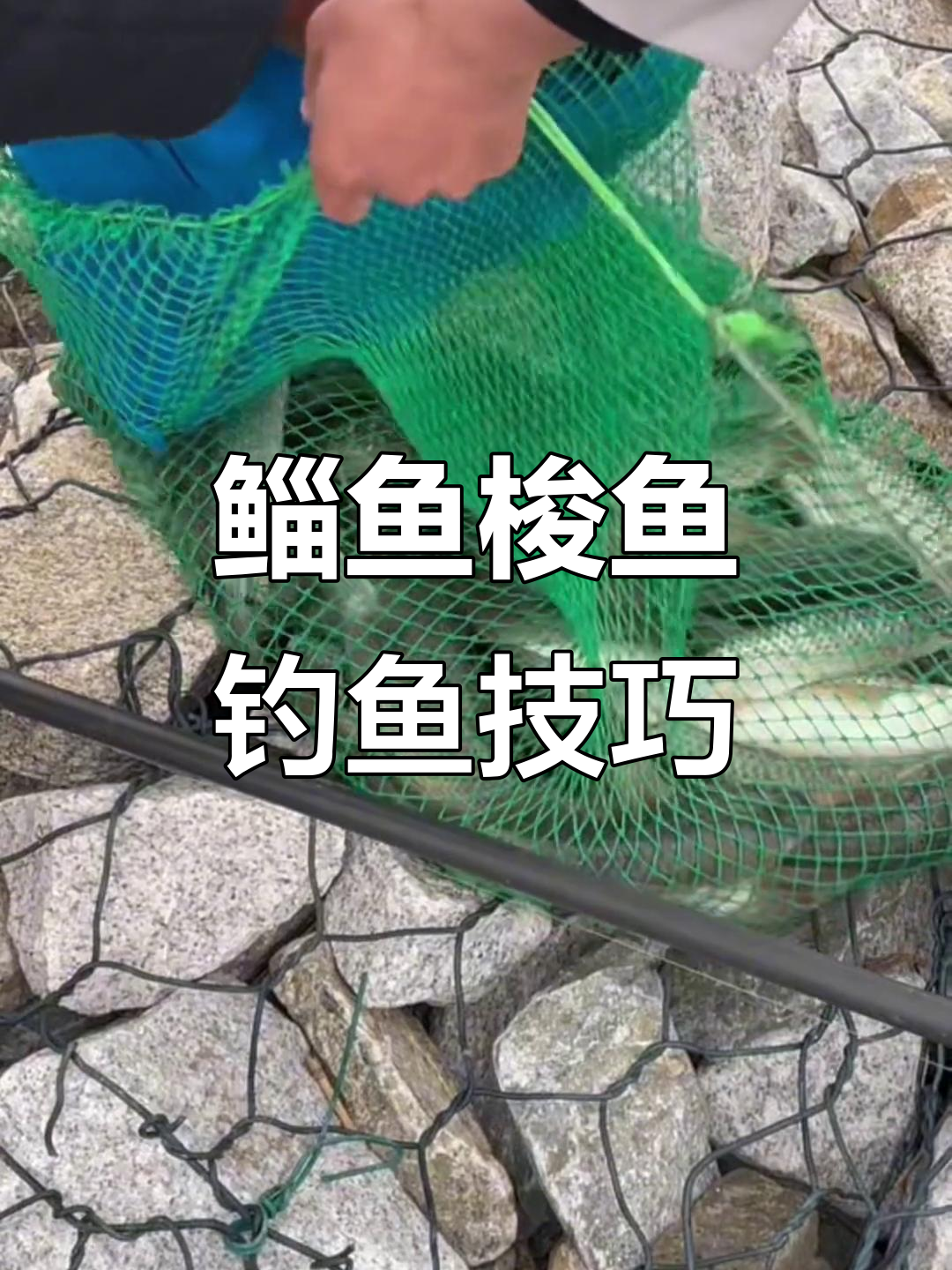 鲻鱼梭鱼钓法揭秘:饵料搭配全攻略