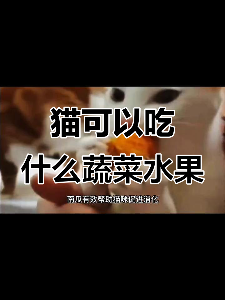猫咪能吃的蔬菜水果大揭秘,健康又美味