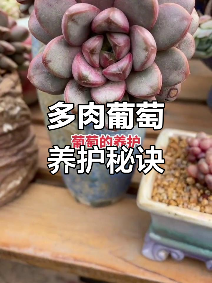葡萄多肉植物养护全攻略:光照、土壤与浇水技巧
