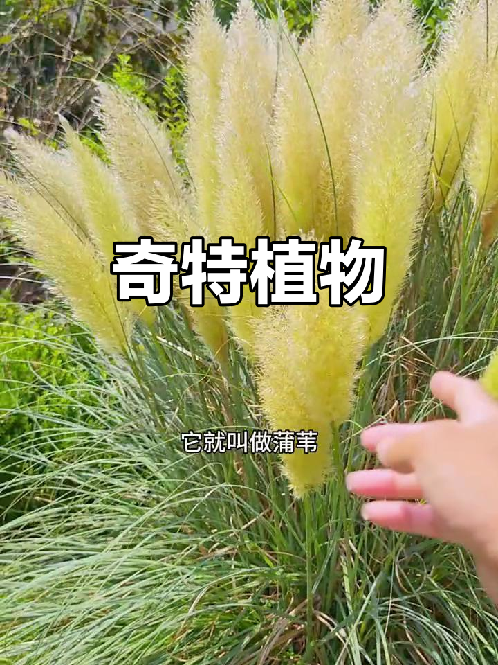 蒲苇坚韧如丝，花形似鸡毛掸子，独特而美丽