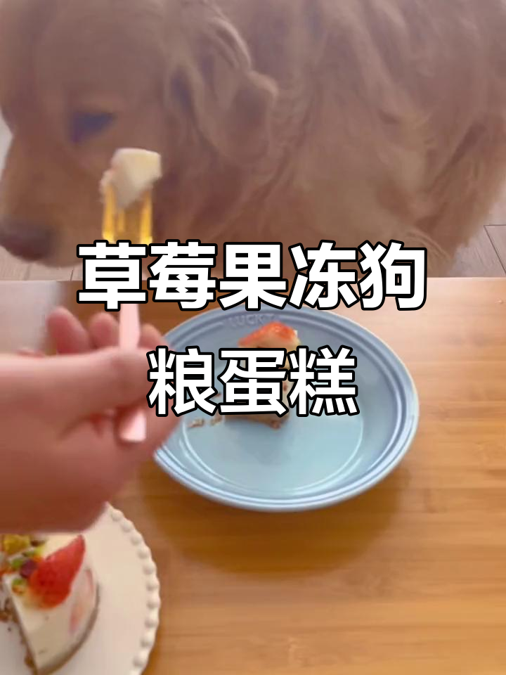 自制草莓蛋糕,狗狗也能享受甜蜜时光